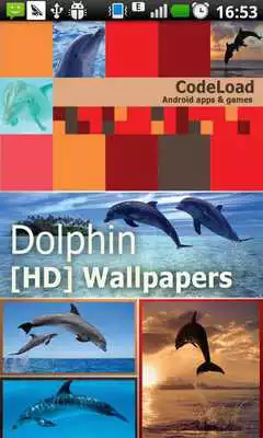 Play Dolphin [HD] Wallpapers